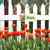 Clôture en bois devant un jardin avec des tulipes orange et rouges et une pancarte disant Mark